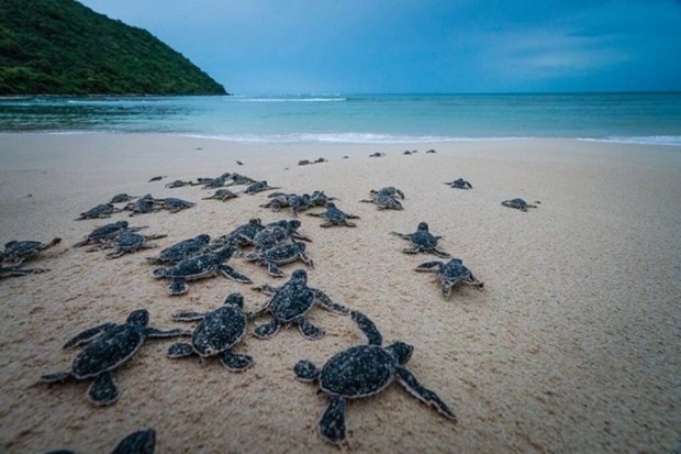 Short film urges for sea turtles protection