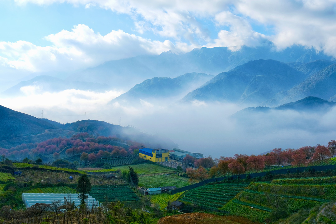 Cherry blossoms transform tea hills into wonderland