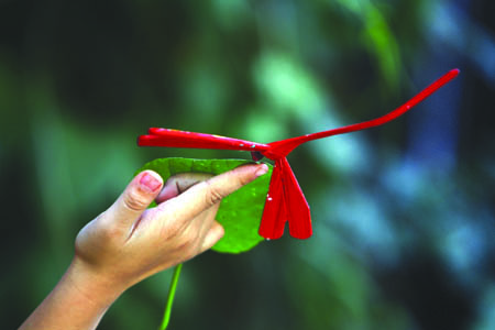 Thach Xa bamboo dragonflies